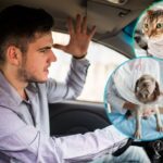 CDMX: Proponen multas de hasta $22,000 por maltrato animal vial