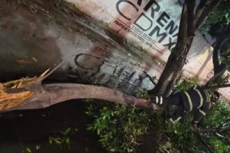 Lluvias en CDMX dejan 22 árboles caídos y 7 encharcamientos
