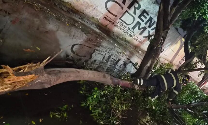 Lluvias en CDMX dejan 22 árboles caídos y 7 encharcamientos