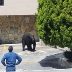 Osos negros invaden áreas urbanas de Nuevo León por escasez