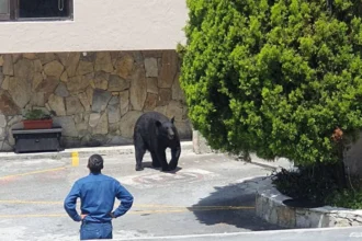Osos negros invaden áreas urbanas de Nuevo León por escasez