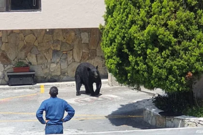 Osos negros invaden áreas urbanas de Nuevo León por escasez