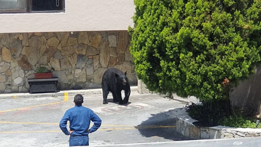 Osos negros invaden áreas urbanas de Nuevo León por escasez
