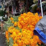 Flores de Puebla abastecen el mercado San José de Xalapa para Día de Muertos