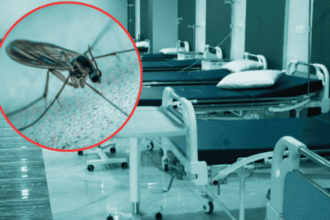 Fallece en Francia primer caso humano de virus Shamonda, según OMS