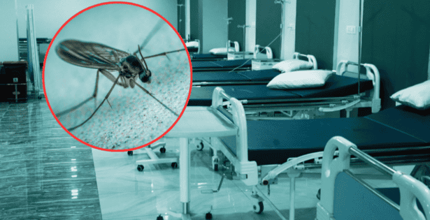 Fallece en Francia primer caso humano de virus Shamonda, según OMS