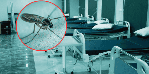 Fallece en Francia primer caso humano de virus Shamonda, según OMS