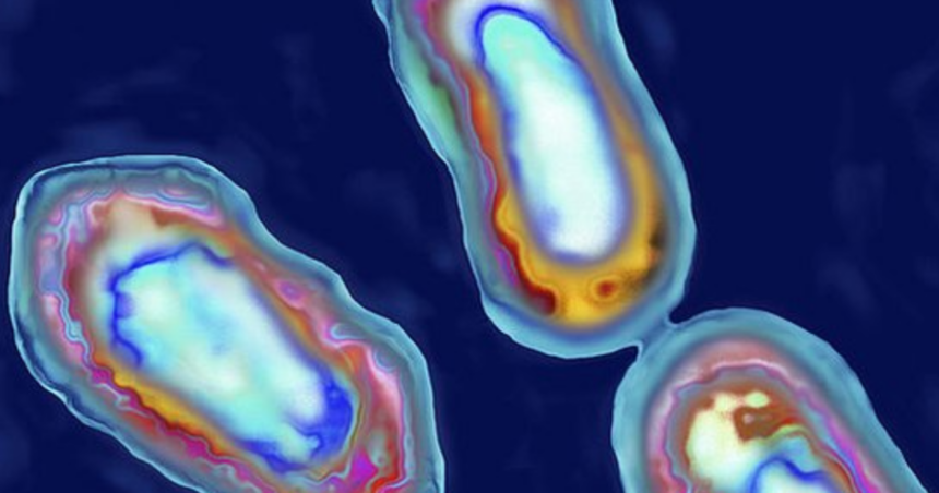 OMS solicita a Rusia informes por muerte en laboratorio de Siberia